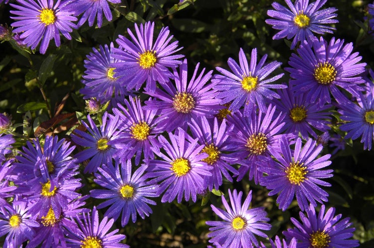 Aster amellus 'Blue King', Berg-Aster, blau, ca. 9x9 cm Topf
