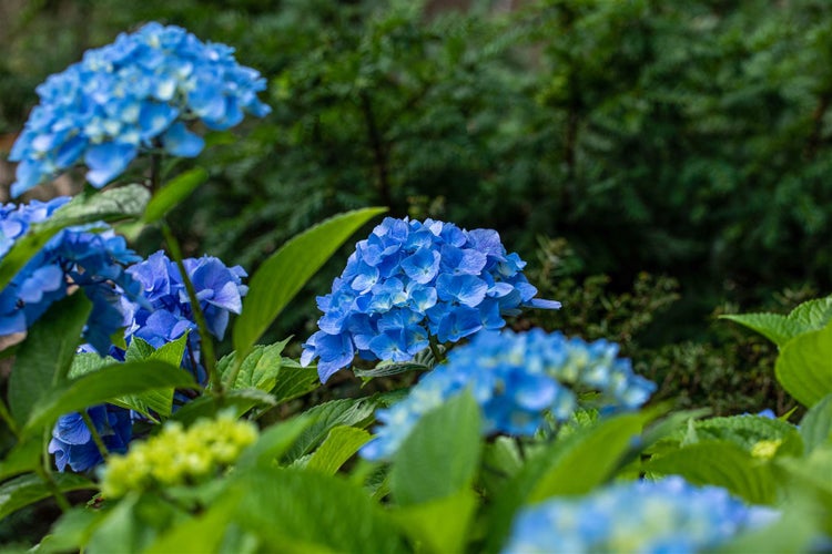 Hydrangea macrophylla 'Belle Seduction', Hortensie, rosa, 40–60 cm