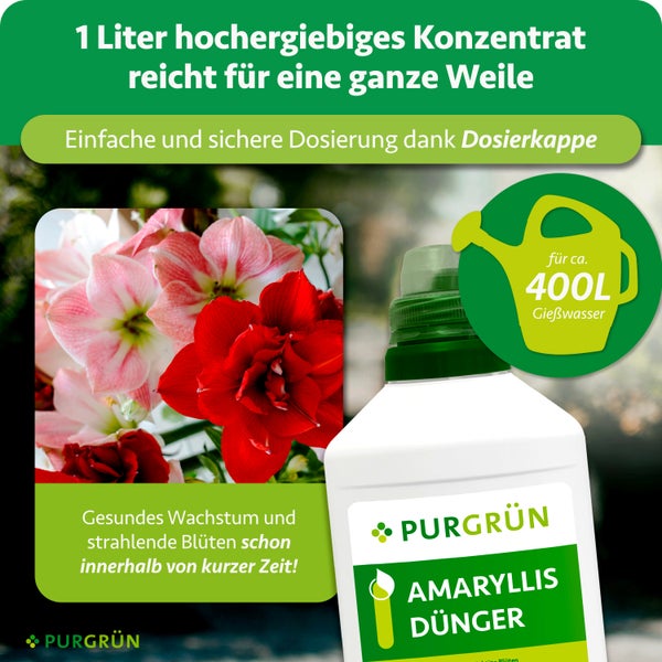 Purgrün Amaryllis-Dünger Konzentrat 1 Liter für circa 400 Liter Gießwasser, inklusive Dosierkappe für gesundes Wachstum und Blütenpracht.