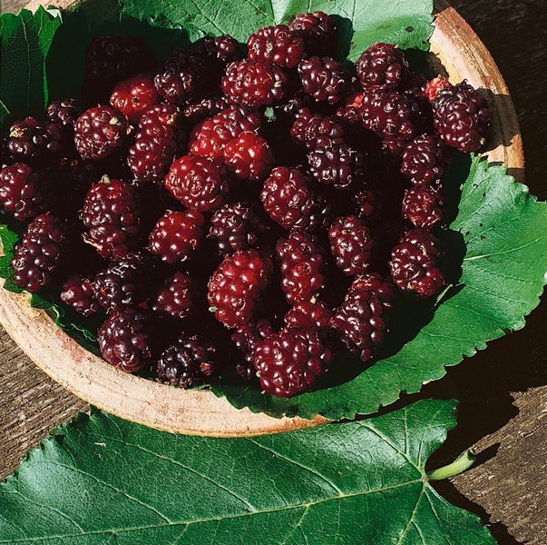 Schale Maulbeeren auf einem Blatt