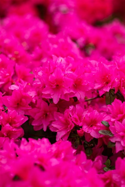 Rhododendron obtusum 'Melina', Azalee, rosa Blüten, 20–25 cm