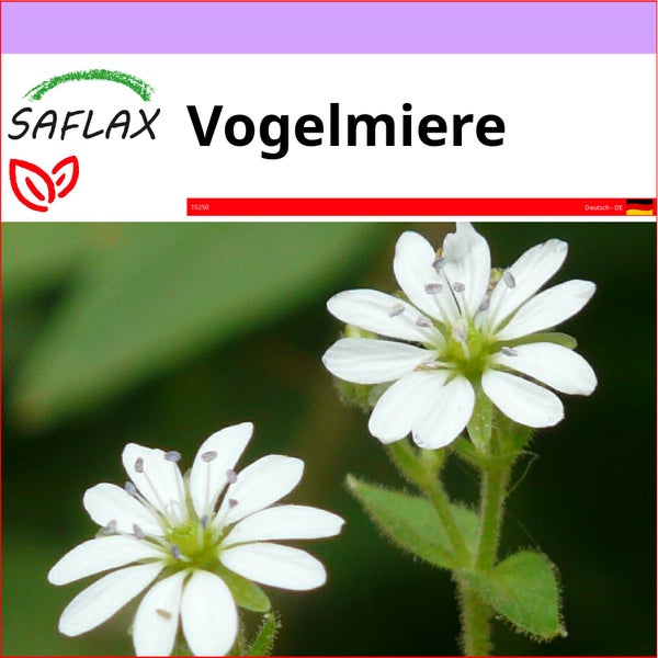 SAFLAX  - Vogelmiere - Stellaria media - 1000 Samen