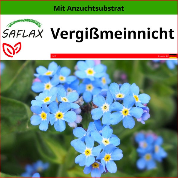 SAFLAX  - Vergißmeinnicht - Myosotis sylvatica - 150 Samen - Mit keimfreiem Anzuchtsubstrat