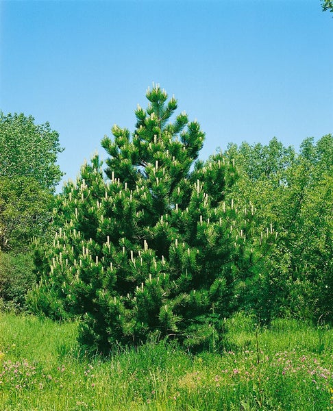 Pinus nigra 'Select', Schwarzkiefer, 25–30 cm