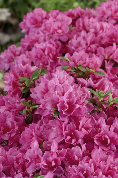 Rhododendron obtusum 'Petticoat', Azalee, rosa, 20–25 cm