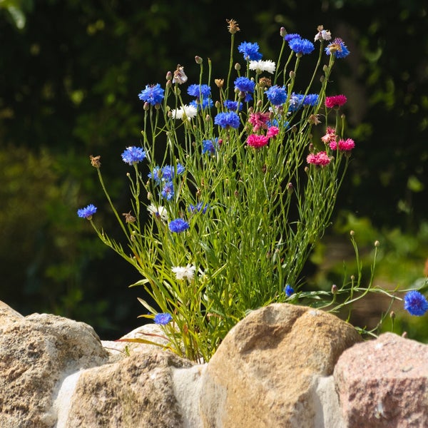 Bunte Kornblumen wachsen hinter einer Natursteinmauer im Garten.