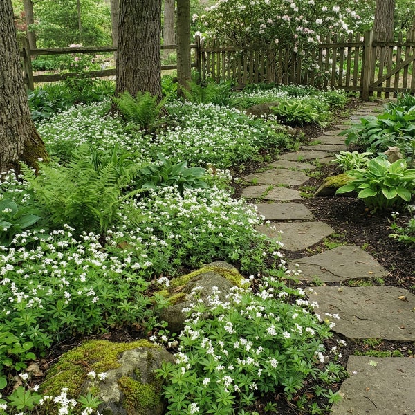Gartenweg aus Naturstein-Trittplatten umgeben von weißen Blüten, Farnen und Funkien vor einem Holzzaun.