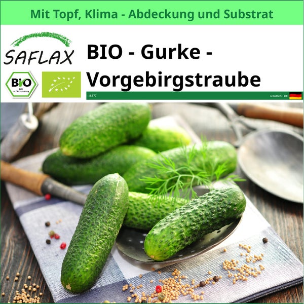 SAFLAX Garden to go - BIO - Gurke - Vorgebirgstraube - Cucumis sativus - 15 Samen - Mit Topf, Klima - Deckel und Anzuchtsubstrat