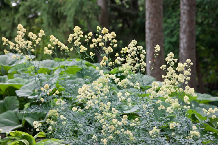 Thalictrum flavum ssp. glaucum, gelb, ca. 9x9 cm Topf