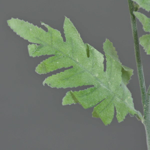 Künstliche Mohnblüte aus Textil in Gelb mit detailreichem Blütenstempel.
