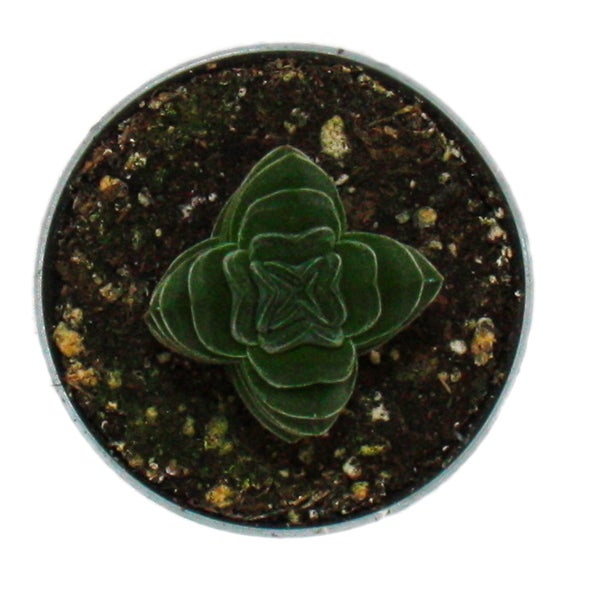 Blühender Rhododendronbusch mit pinkfarbenen Blüten