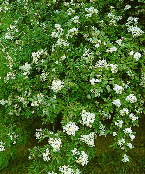 Rosa multiflora, Vielblütige Rose, 60–100 cm