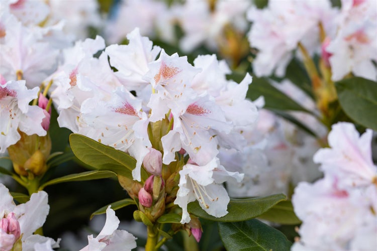 Rhododendron 'Cunninghams White', weiß, 40–50 cm