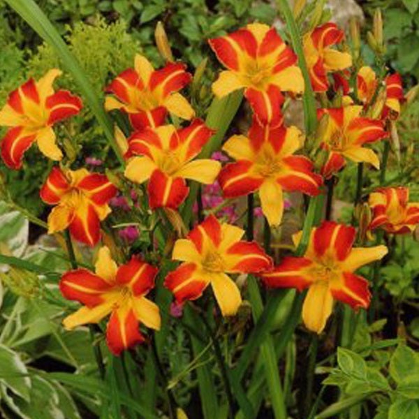 Gruppe von Taglilien im Garten