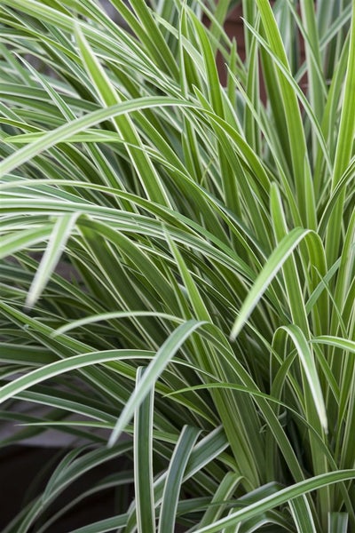 Carex morrowii 'Ice Dance', Japan-Segge, immergrün, 2 Liter Container