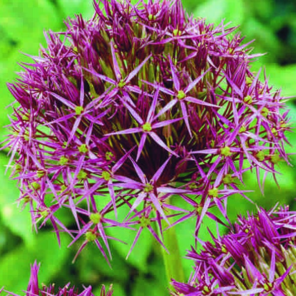 Blütenkopf der Allium Pflanze im Detail