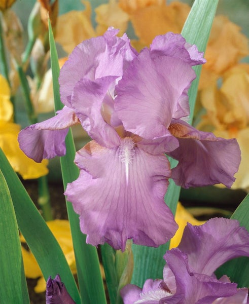 Iris x barb.-elat. 'Amethyst Flame', Schwertlilie, violett, ca. 11x11 cm Topf