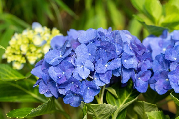 Nahaufnahme einer blauen Hortensienblüte im Garten