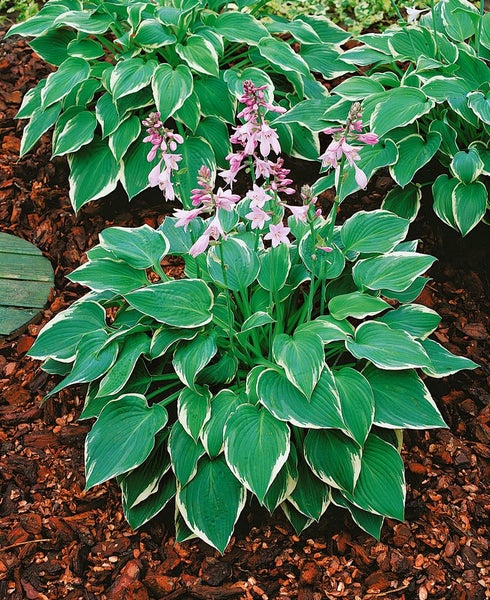 Hosta x cult. 'Fringe Benefit', Funkie, grün-gelb, ca. 11x11 cm Topf