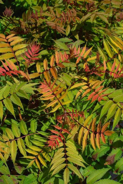 Sorbaria sorbifolia 'Sem', Fiederspiere, buntes Laub, 30–40 cm
