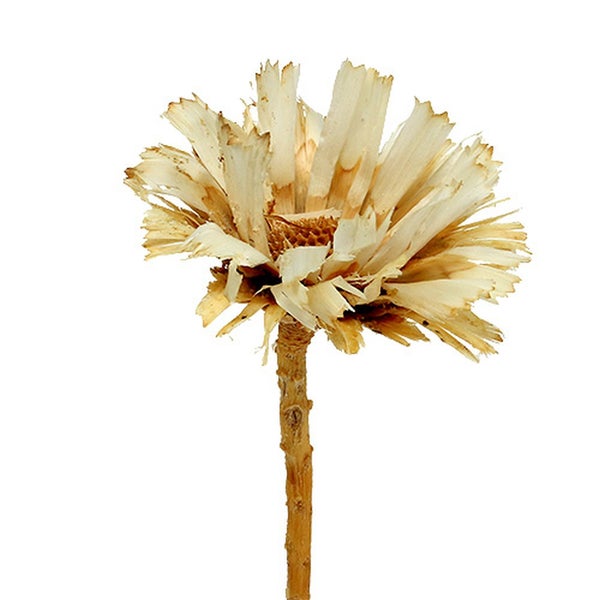 Dekorative Trockenblume auf Stiel