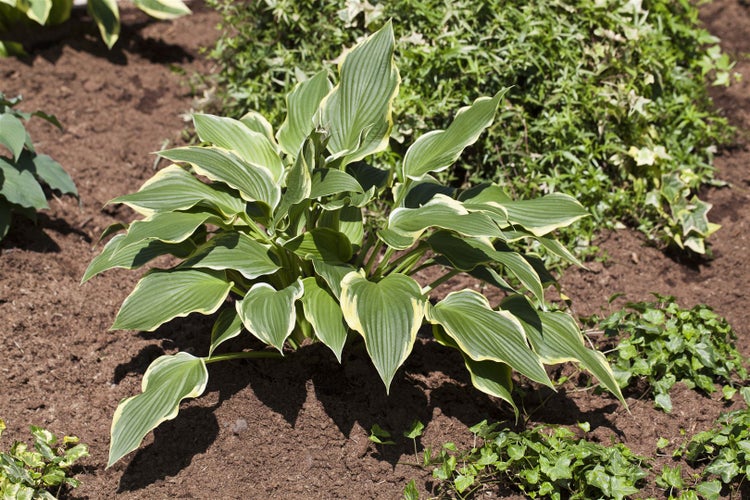 Funkie-Pflanze mit grün-gelben Blättern im Gartenbeet