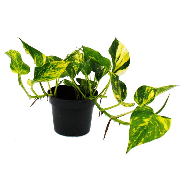 Epipremnum aureum N'Joy Gold - Efeutute - kleinblättrig und gelb-bunt - 12cm Topf