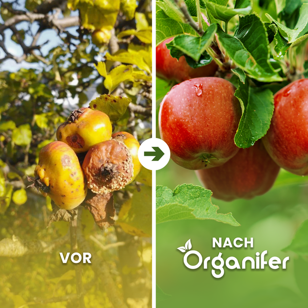 Vorher-Nachher-Vergleich von kranken gelben Früchten zu gesunden roten Äpfeln nach der Anwendung. Organifer Logo.