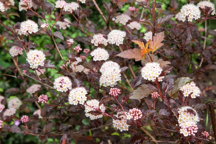 Physocarpus opulifolius 'Diable d'Or', Fasanenspiere, goldorange, 80–100 cm
