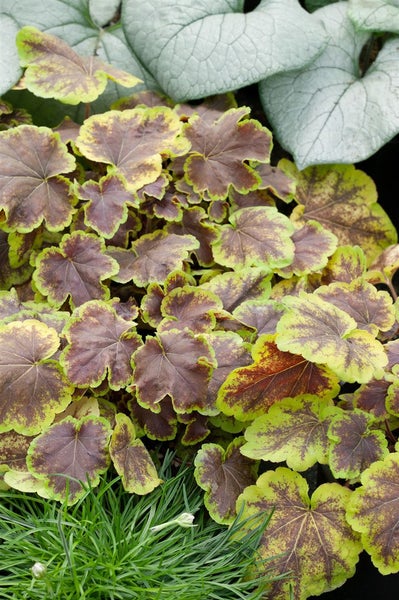 Heucherella 'Solar Eclipse', Schaumblüte, grün-rot, ca. 11x11 cm Topf