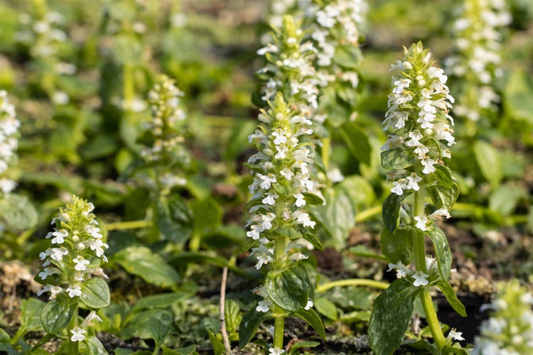 Ajuga reptans 'Alba', Günsel, weißblühend, ca. 9x9 cm Topf