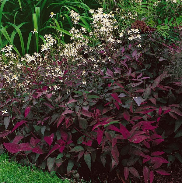 Clematis recta 'Purpurea', aufrecht, purpur, 60–100 cm