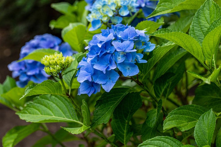 Hydrangea macrophylla 'Belle Seduction', Hortensie, rosa, 40–60 cm