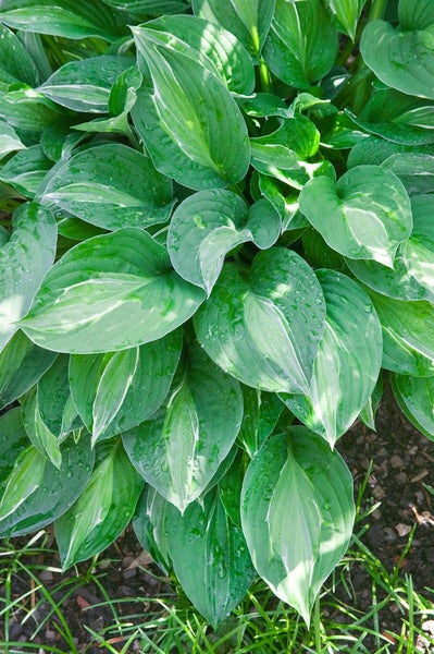 Hosta x fortunei 'Striptease', Funkie, grün-gelb, ca. 11x11 cm Topf