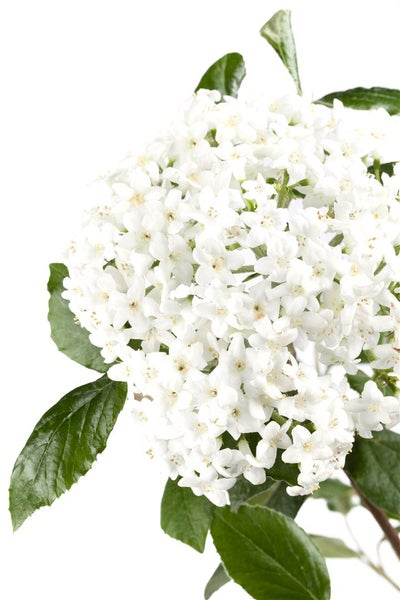 Viburnum burkwoodii, Duft-Schneeball, immergrün, 60–80 cm