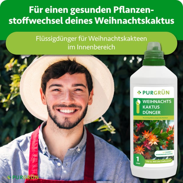 Lächelnder Mann mit Strohhut und roter Schürze neben einer Flasche Purgrün Flüssigdünger für Weihnachtskakteen. Purgrün Logo.