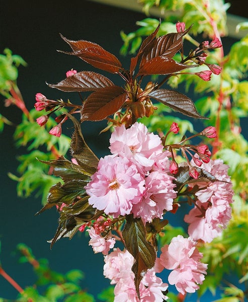 Prunus serrulata 'Royal Burgundy', Zierkirsche, dunkelrosa, 125–150 cm