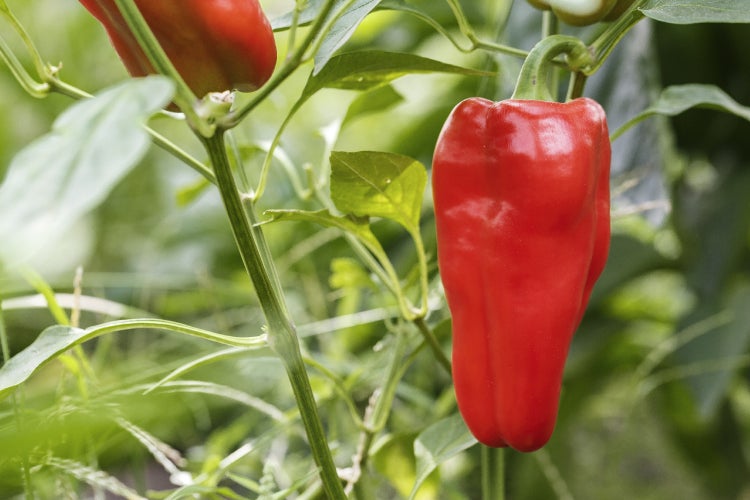 SAFLAX Geschenk Set - BIO - Paprika - Long Red Marconi - Capsicum annuum - 20 Samen - Mit Geschenkbox, Versandaufkleber, Geschenkkarte und Anzuchtsubstrat