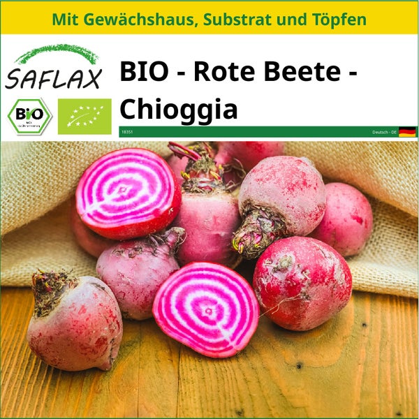 SAFLAX Anzucht Set - BIO - Rote Beete - Chioggia - Beta vulgaris - 70 Samen - Mit Mini-Gewächshaus, Anzuchtsubstrat und 2 Töpfen