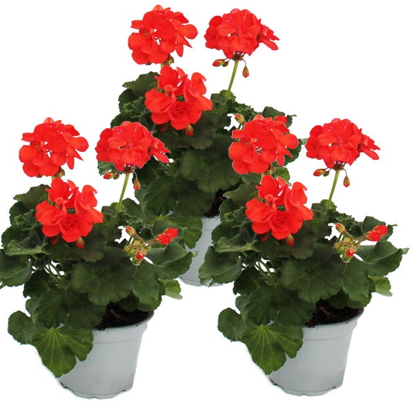 Geranien stehend - Pelargonium zonale - 12cm Topf - Set mit 3 Pflanzen - orange