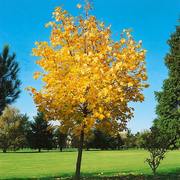 Spitzahorn Baum mit gelber Laubfärbung im Herbst auf einer Grünfläche