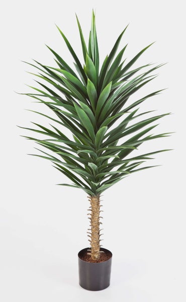 Yucca elephantipes Zimmerpflanze mit grünen Blättern in einem schwarzen Kunststofftopf.