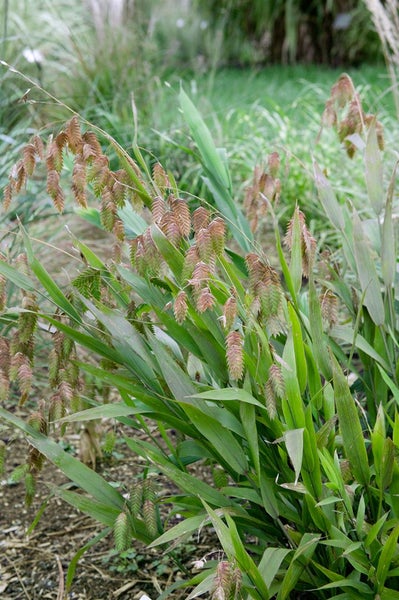 Chasmanthium latifolium, Plattährengras, ca. 9x9 cm Topf