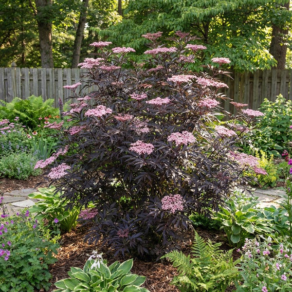 Schwarzer Holunder mit dunklen Blättern und rosa Blüten im Garten, umgeben von Hostas und Farnen.