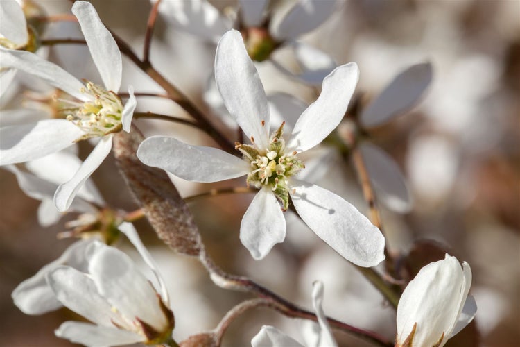 Amelanchier lamarckii, Kupfer-Felsenbirne, 100–125 cm