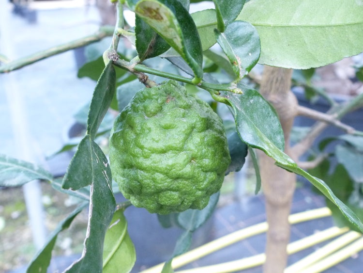 Citrus Hystrix Papeda Combava 180 cm Kaffirlimette Kaffernlimette Zitruspflanze