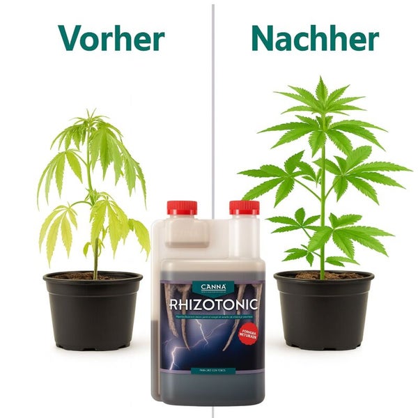 Vergleichsbild vor und nach der Anwendung von Canna Rhizotonic Wurzelstimulator für Pflanzen in Töpfen