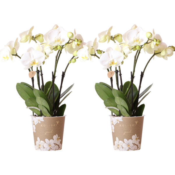 Zwei weiße Orchideen in dekorativen Töpfen