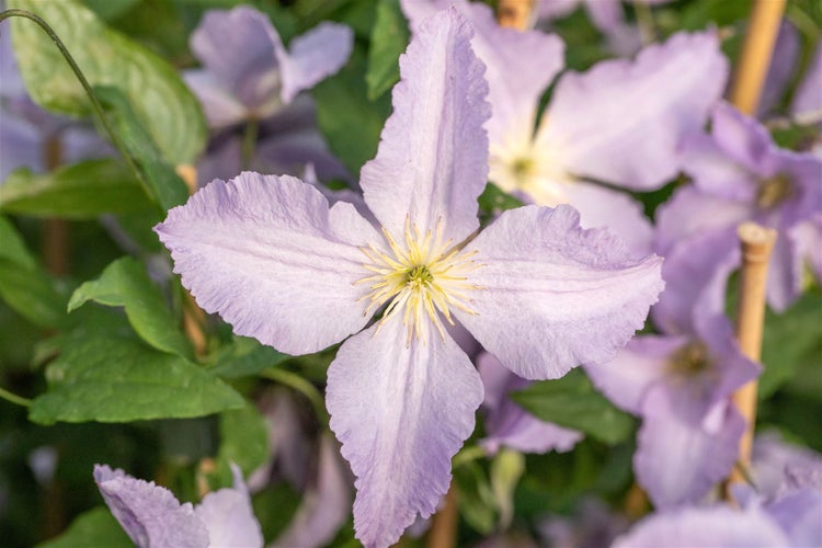 Clematis Hybride 'Blekitny Aniol', Waldrebe, hellblau, 60–100 cm