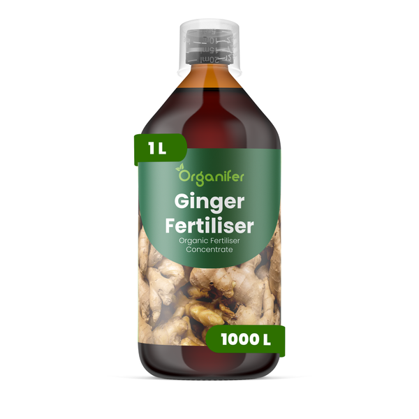 Organifer Bio-Ingwerdünger Konzentrat, 1 Liter Flasche, ergibt 1000 Liter Dünger.